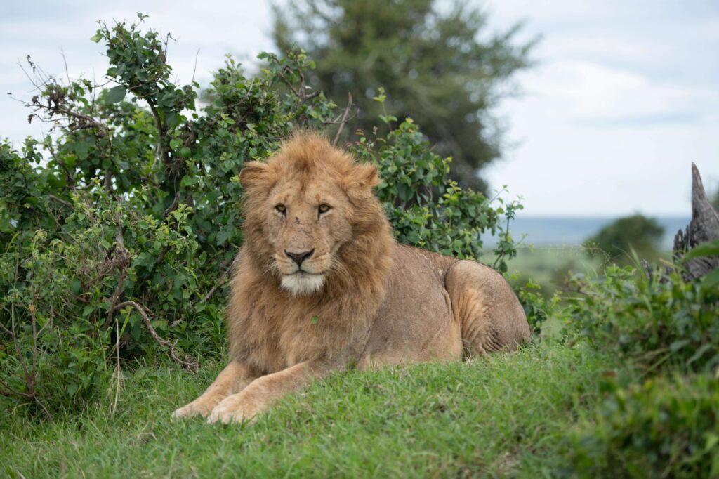 A photo of a lion in Maasai Mara, Kenya