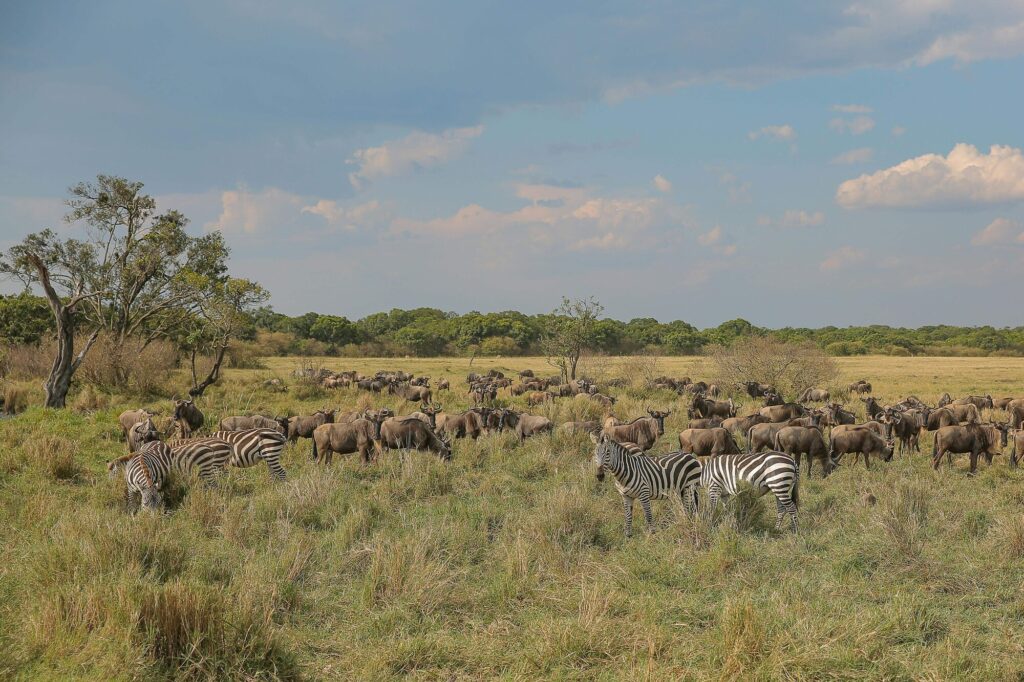 Wildebeests, zebras, and gazelles grazing in Serengeti National Park