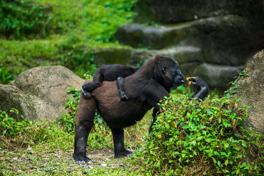 Mountain gorilla carrying a young one